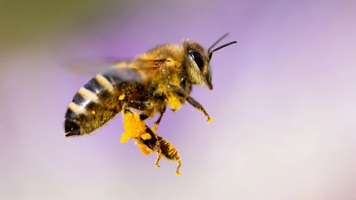 Содержание и разведение пчёл