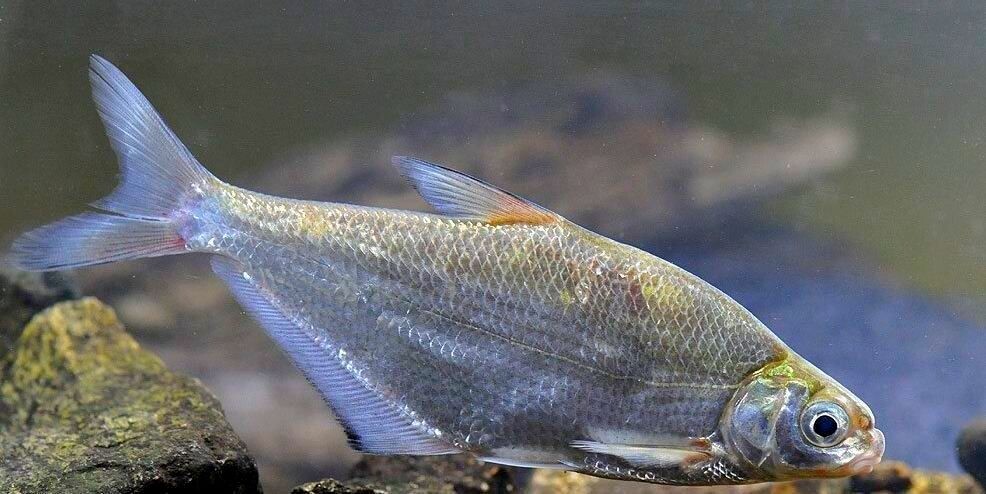 Белоглазка.