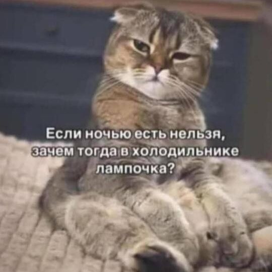 Мемы с котиками для хорошего настроения