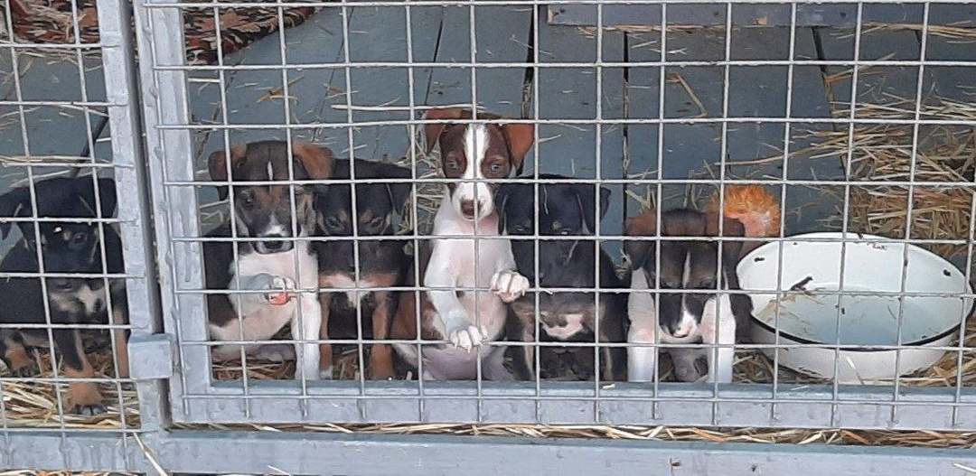 ОСТАЛОСЬ СОВСЕМ НЕМНОГО И МЫ СМОЖЕМ ОПЛАТИТЬ МАЛЫШАМ ЕДУ