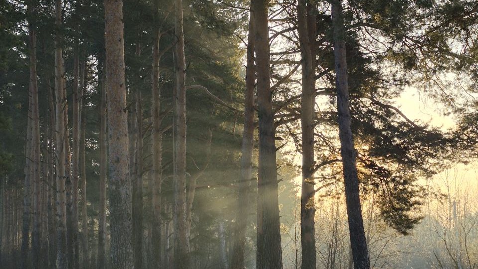 Сегодня симпатичный рассвет с туманом, ожидание были повыше, но и так неплохо