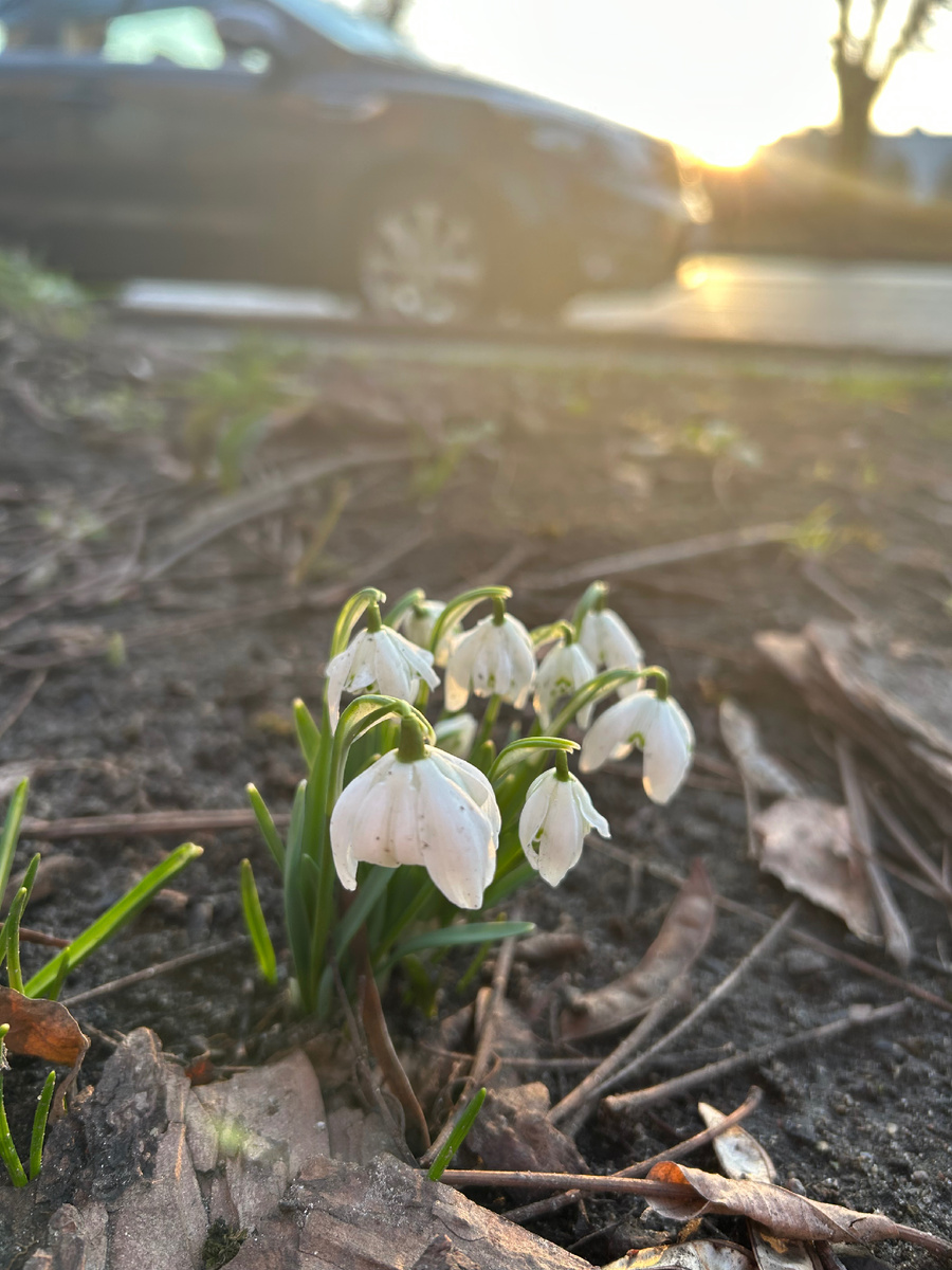 Подснежники на городских улицах Калининграда.