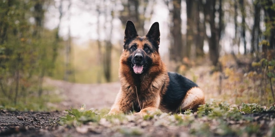 8 часов борьбы за жизнь: под Тольятти волонтеры спасли тяжело раненную овчарку