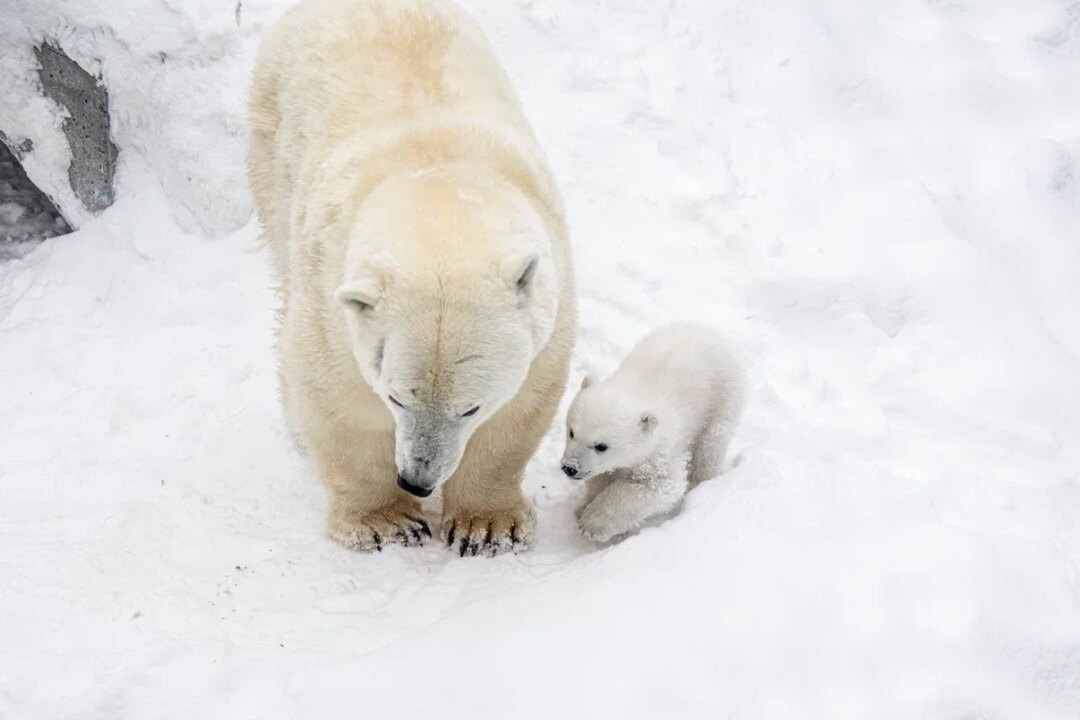    Фото пресс-службы Новосибирского зоопарка им. Р.А. Шило
