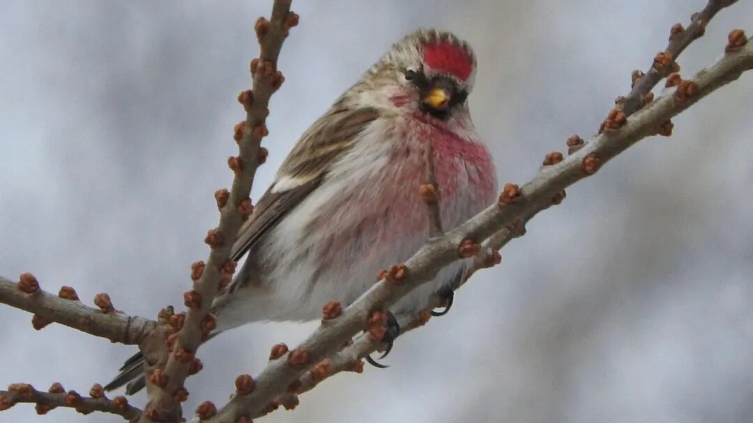    В Павловском Посаде поселилась птица, которая ищет Витю