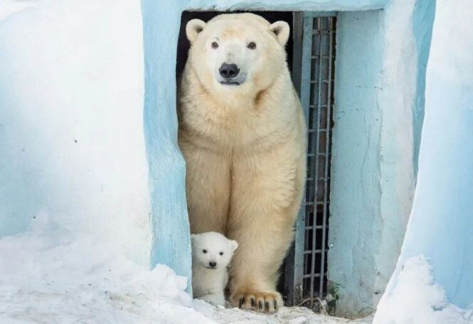 Папу не пускайте: Герда родила седьмого медвежонка в Новосибирском зоопарке