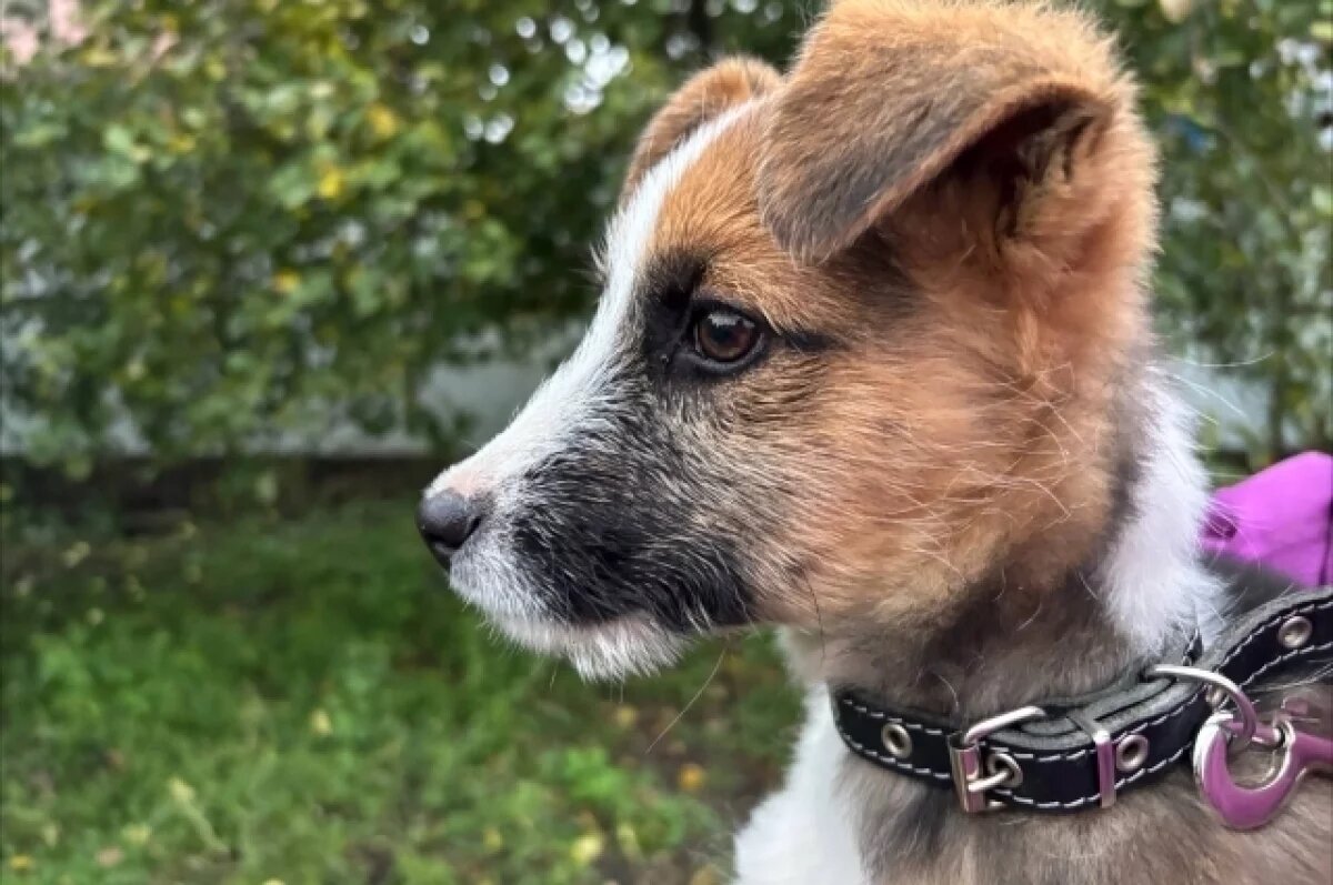    Полиция Тольятти начала проверку после жестокого избиения собаки