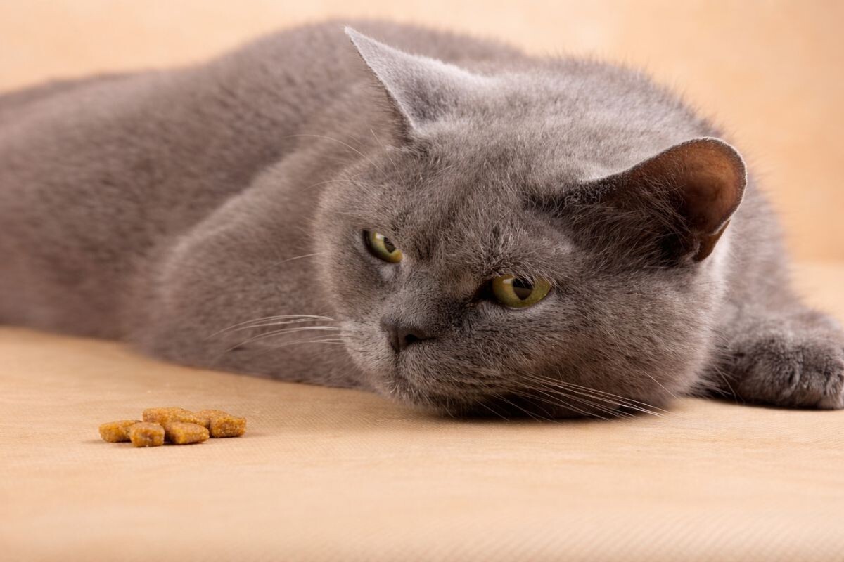 Кот ничего не ест 