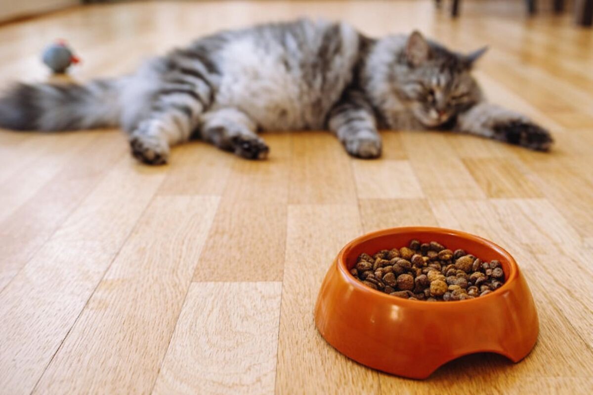 Кот отказывается есть 