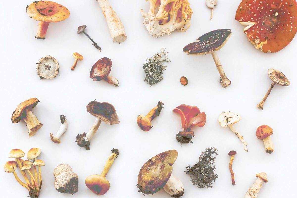 Фото с сайта: https://drinkvyu.com/blogs/learn/why-functional-mushrooms-improve-brain-function