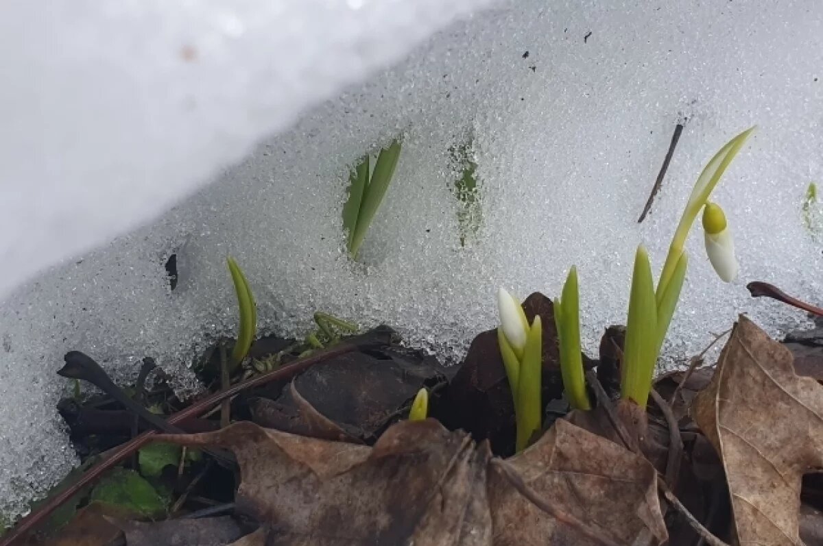    В Твери под сугробом расцвели подснежники