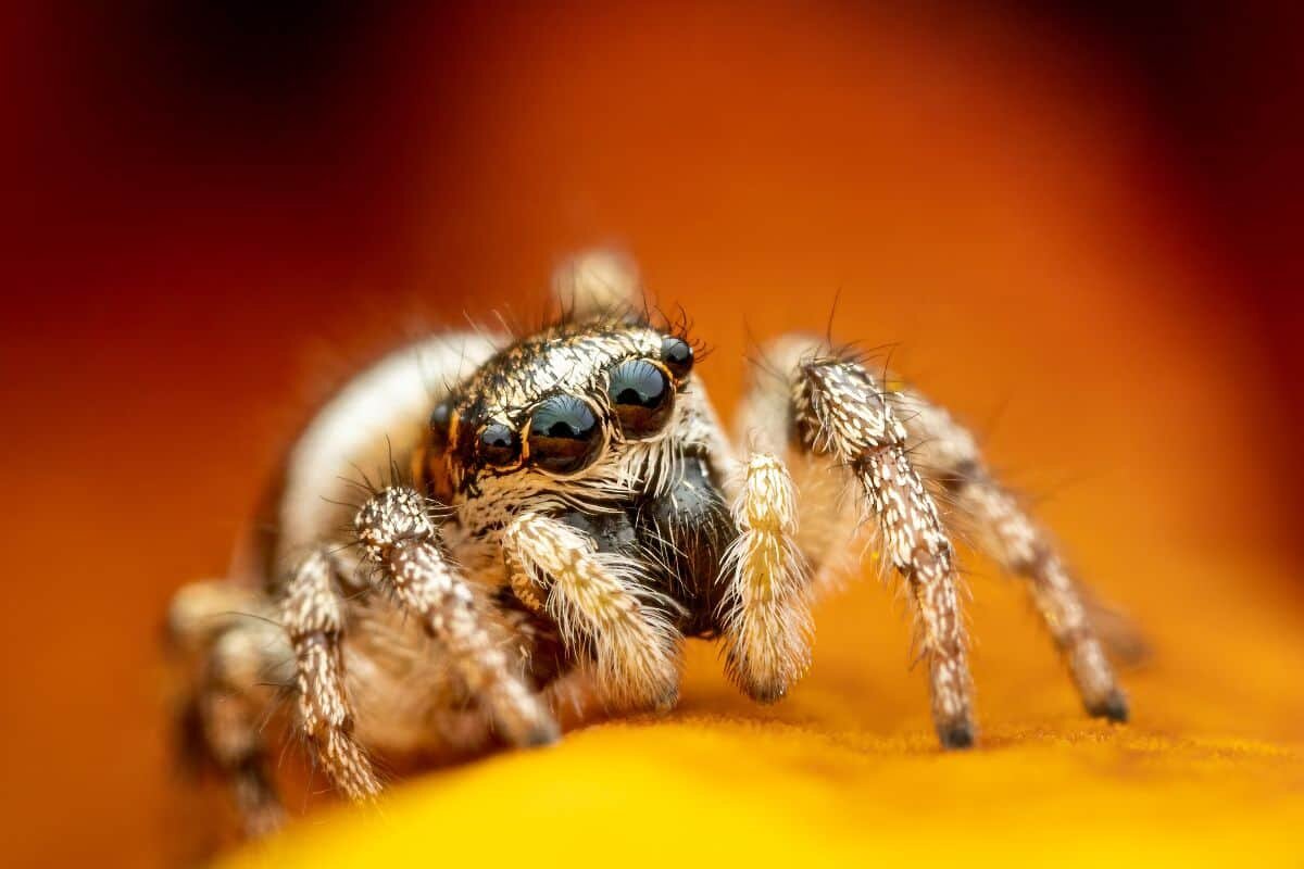 Фото с сайта: https://wildlifeinformer.com/common-spiders-in-alaska/