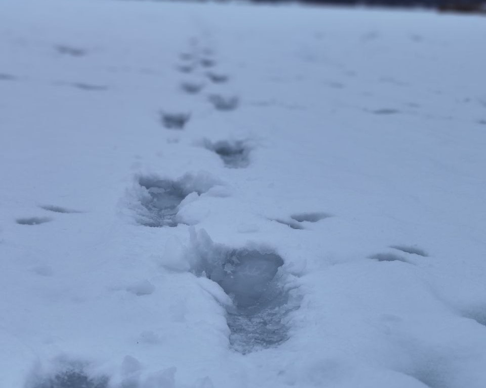 Фото: ГУ МЧС России по Марий Эл