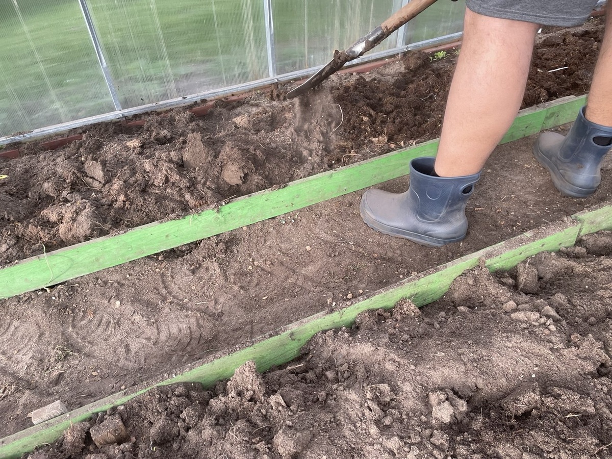 Избыток навоза приведет к жированию томатов в теплице. Фото автора 