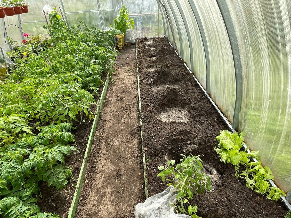 Посадка томатов в теплицу. Фото автора 