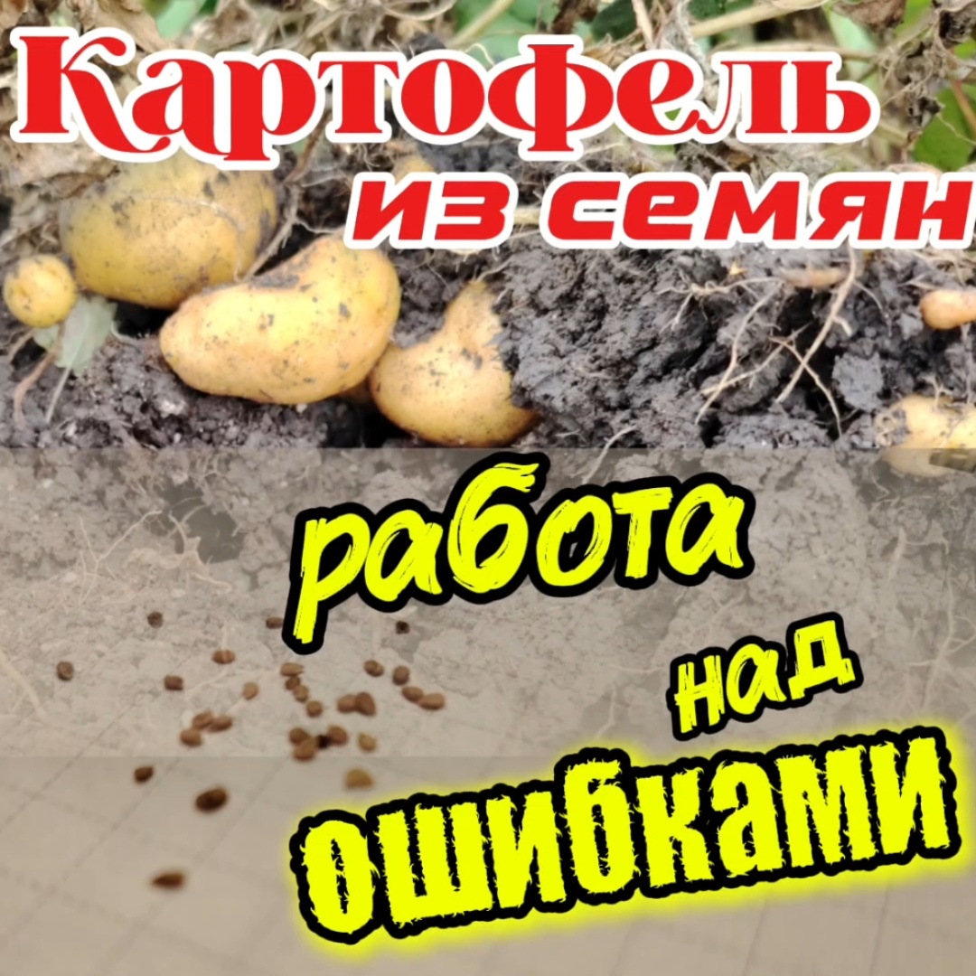 Картофель из семян