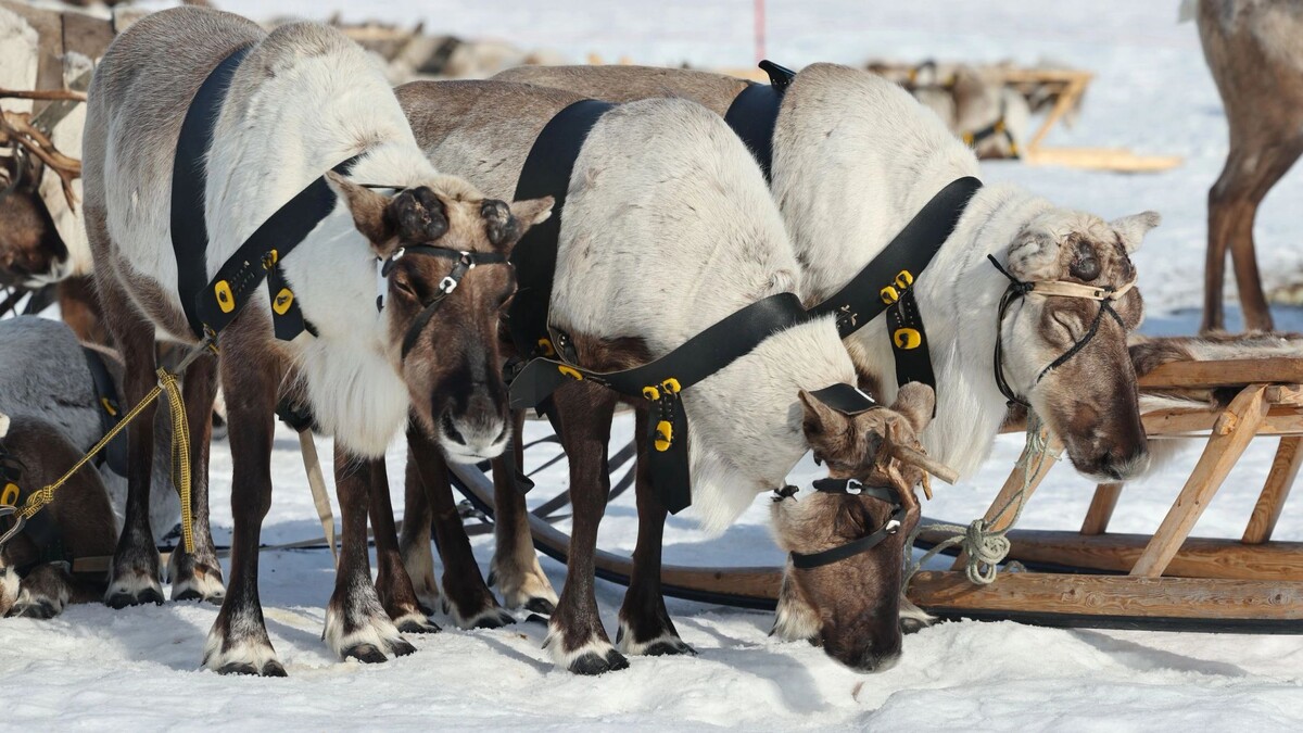    Фото: Андрей Ткачев / «Ямал-Медиа»
