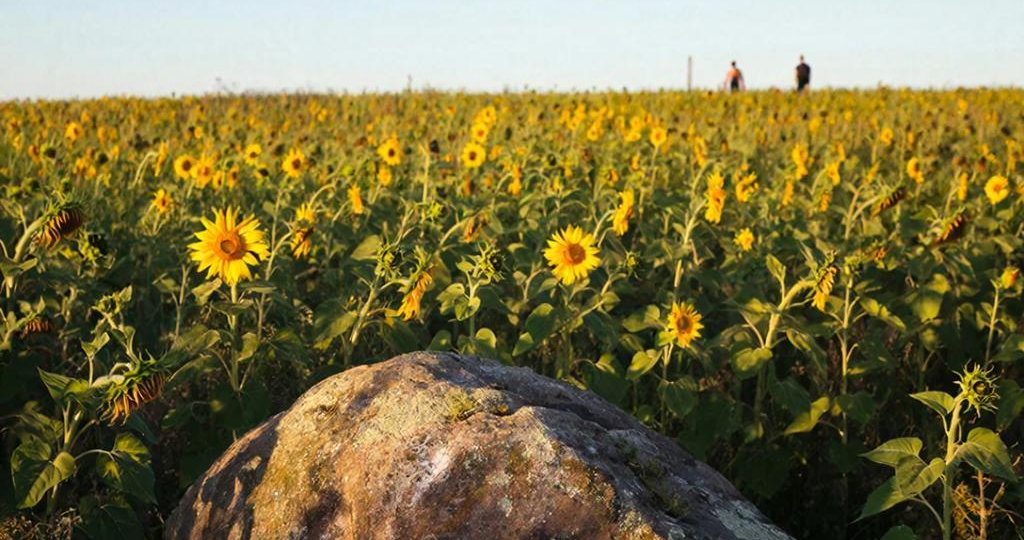 Один в поле воин