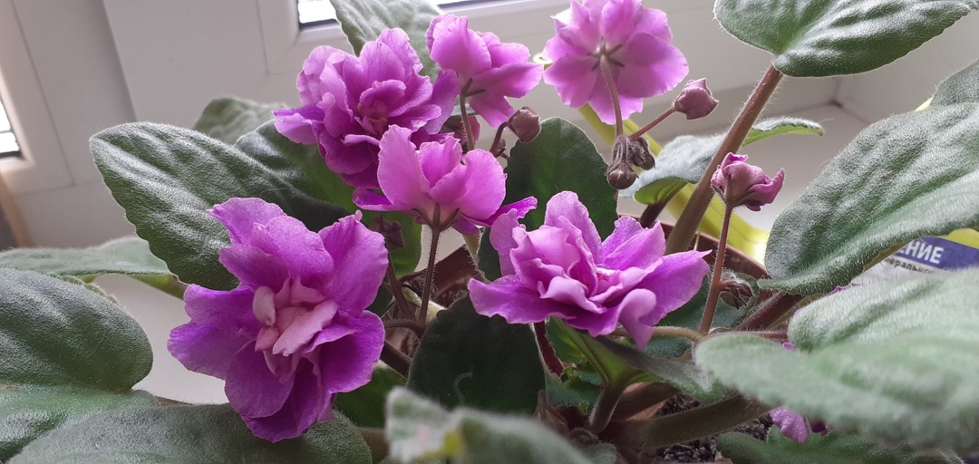 ВЕРНЕМСЯ ОПЯТЬ К ФИАЛКАМ.