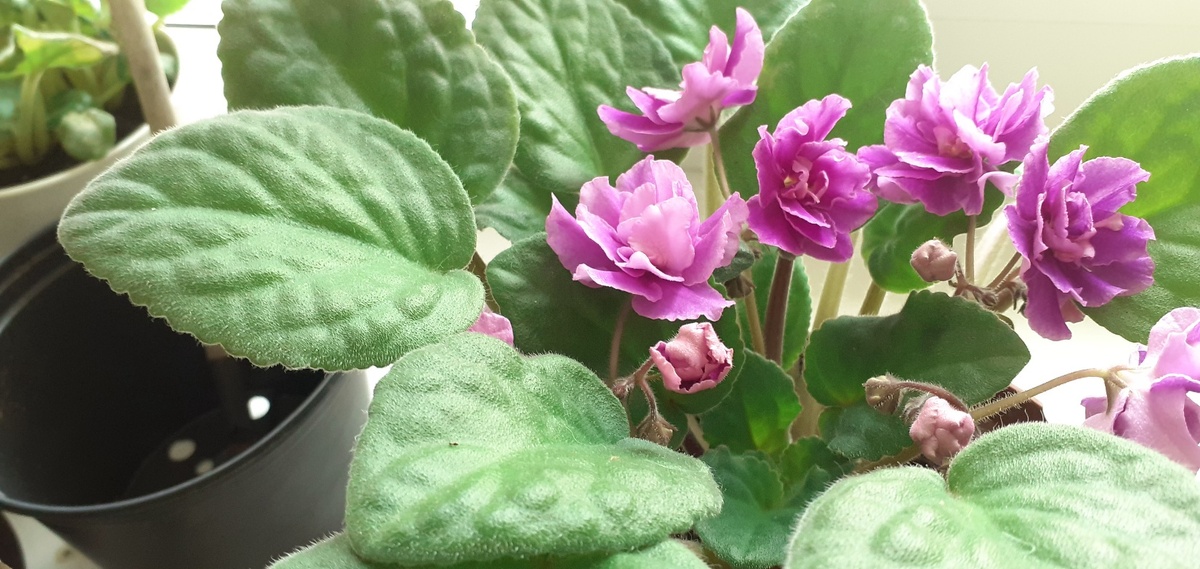 БУТОНОВ ЕЩЕ МНОГО