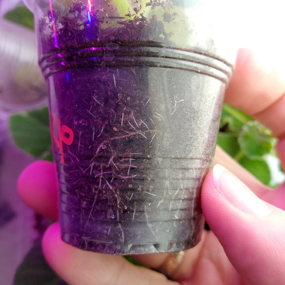 Я любитель перелить растения, поэтому прозрачные ёмкости выход из положения. Есть и другие хитрости, которые помогают справиться с нехорошей привычкой