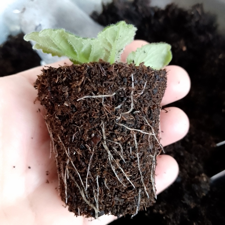 Корешки отличные, в достаточном количестве, пора сделать перевалку