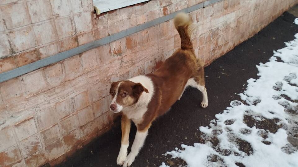 Собака попала в отлов и вернулась с дыркой над хвостом…