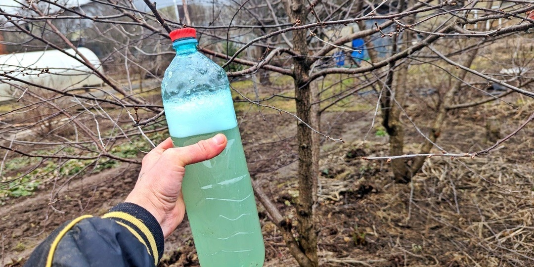 Искореняющая обработка сливы и вишни рано весной. Для большого урожая чистой ягоды.