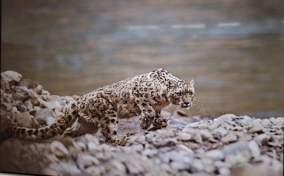    Снежный барс у реки Ланьцан. Жан Жунчи (Китай). Фото: АиФ/ Ольга Любимова