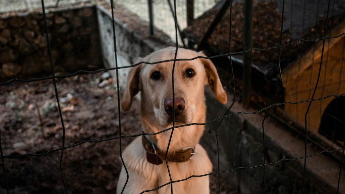    Внимание волонтеров помогло вовремя начать проверку в приюте