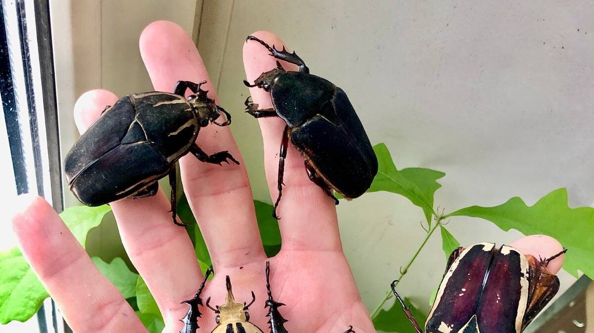    Жук-бронзовка из Африки Mecynorrhina torquata ugandensis. Цена от 2 тысяч до 6 тысяч рублей за особь или пару, в зависимости от размера и окраса / Фото: Из личного архива
