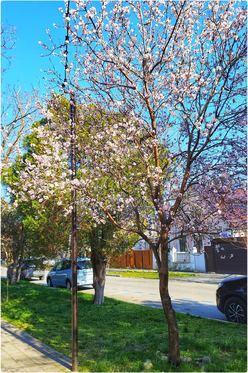 Цветущий миндаль в сквере Гудовича (14 марта 2026)