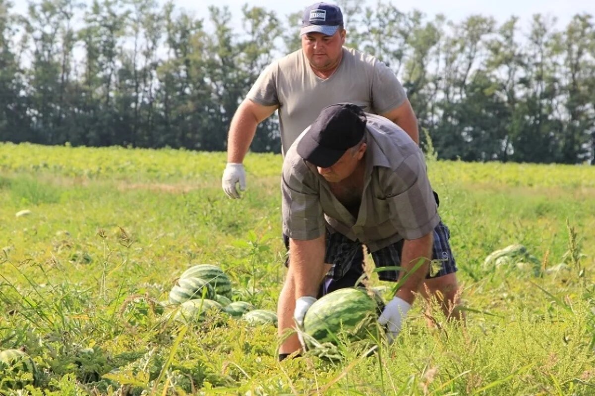    Власти Дагестана проверят сообщения о незаконной распашке пастбищ под бахчи