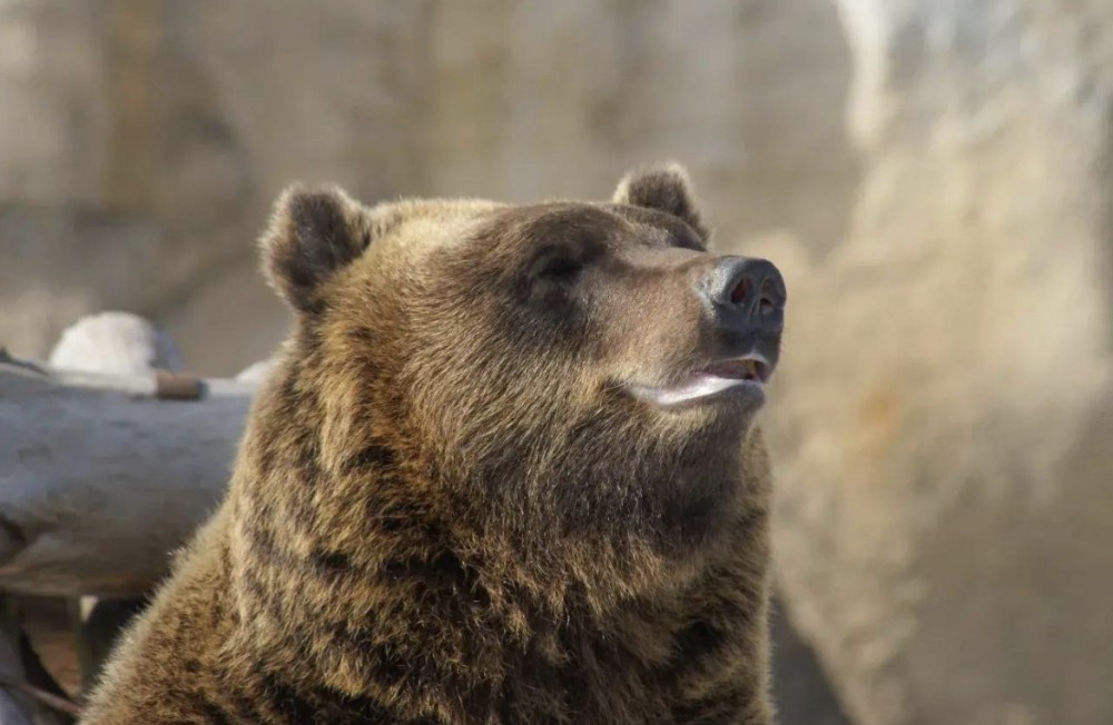    Медведь Гоша вышел из спячки в зоопарке Удмуртии
