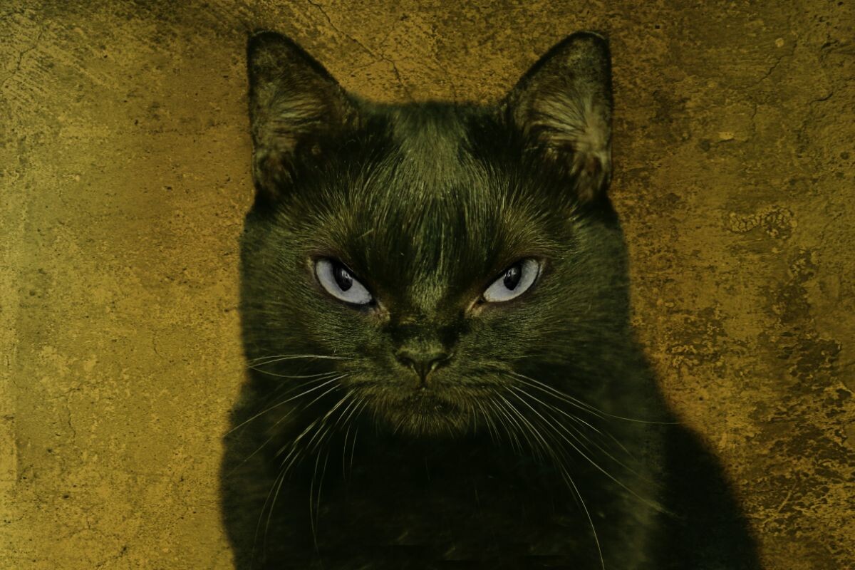 Чёрный кот