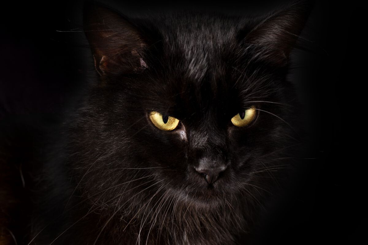 Чёрная кошка 