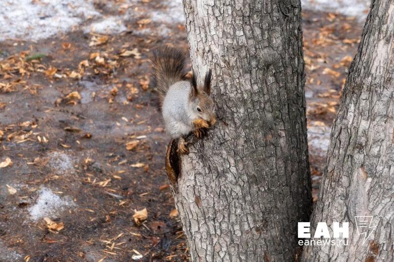   ЕАН. Белка на дереве