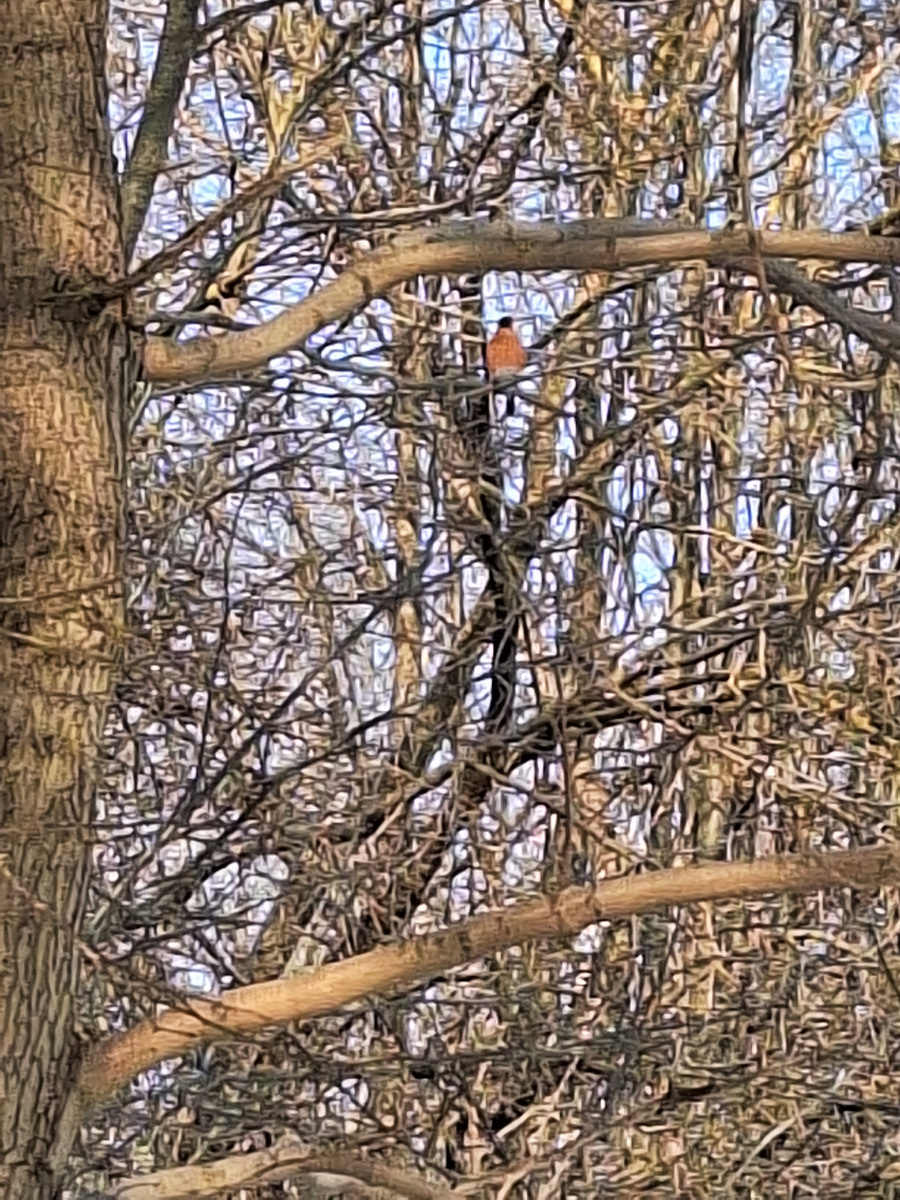 Снегирь. Фото - собственность автора канала "ТАК НАДО".