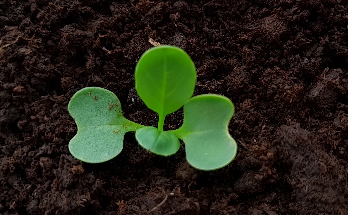 Календарь садовода-огородника с 17 по 21 марта 2026. Фото автора