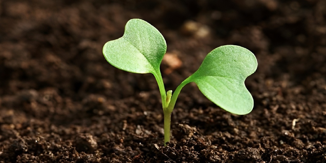 Календарь садовода-огородника с 17 по 21 марта 2026