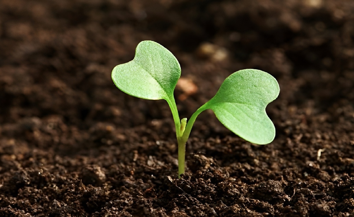 Календарь садовода-огородника с 17 по 21 марта 2026. Фото автора. В марта закладывается фундамент всего сезона, а правильное использование лунных подсказок поможет воплотить самые смелые садоводческие мечты. 