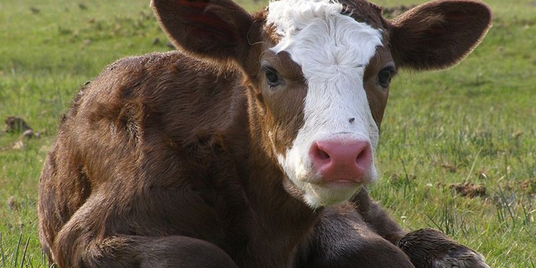 Массовый забой скота в Сибири и Поволжье: последние новости 15 марта, причины
