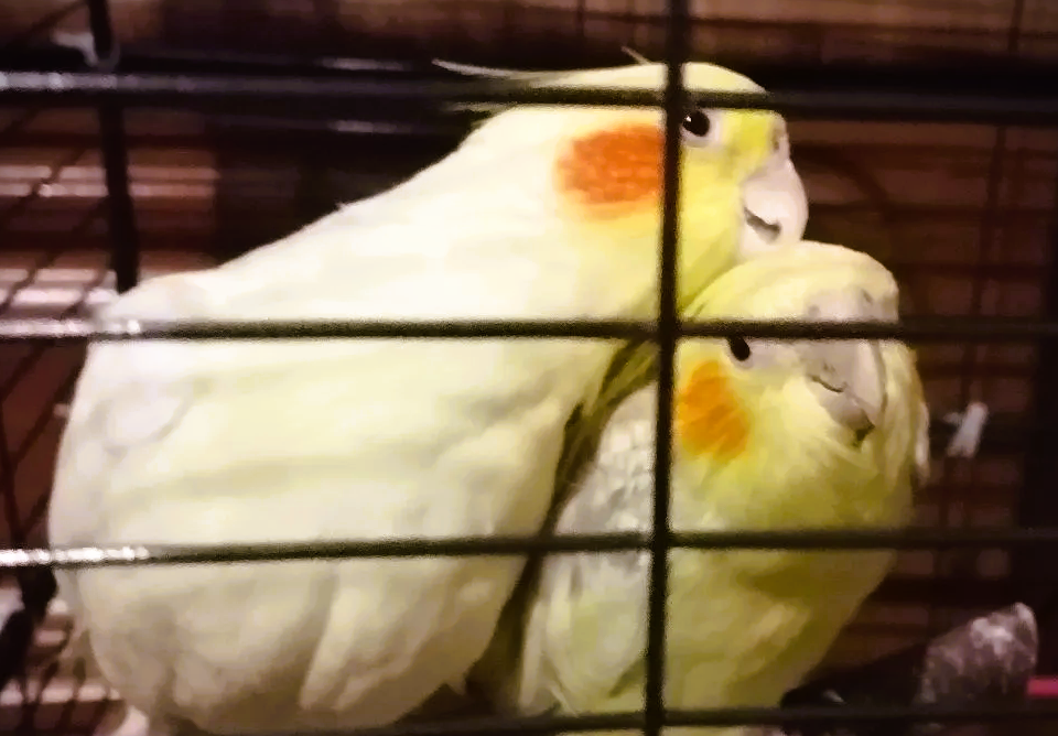 Новых пейзажей пока нет. Не выхожу из дома. Пусть будут мои любимые курочки, "бедные и замученные" )). Фото автора 