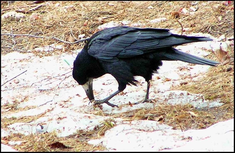 Яндекс картинка: грач долбящий