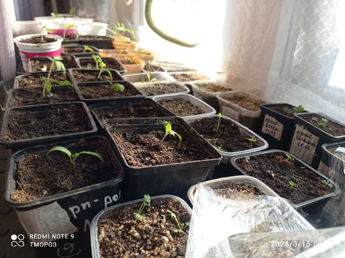 моя плантация