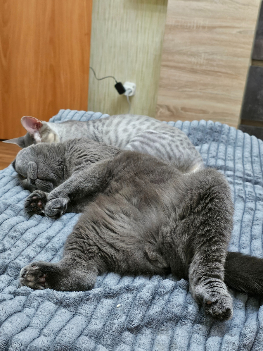 Грей и Локи спят