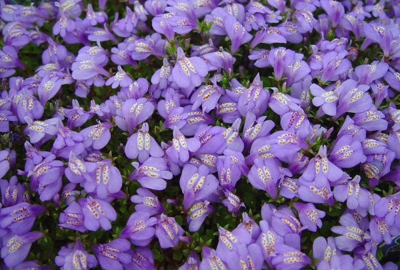 Вытеснят сорняки и привлекут пчел: растения-коврики для благоухающего сада (ясменник, монарда, мазус…)