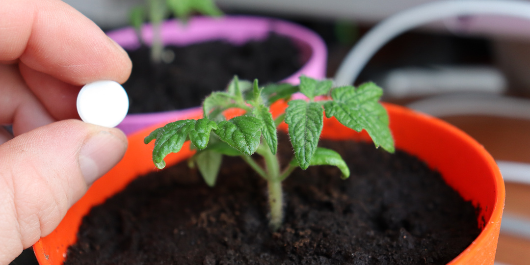 Агроном порекомендовал прокипятить таблетки и использовать их для рассады. Результат оказался превосходным: растения стали более пышными.