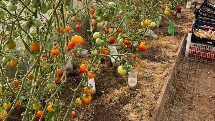    Фото: progorod43.ru