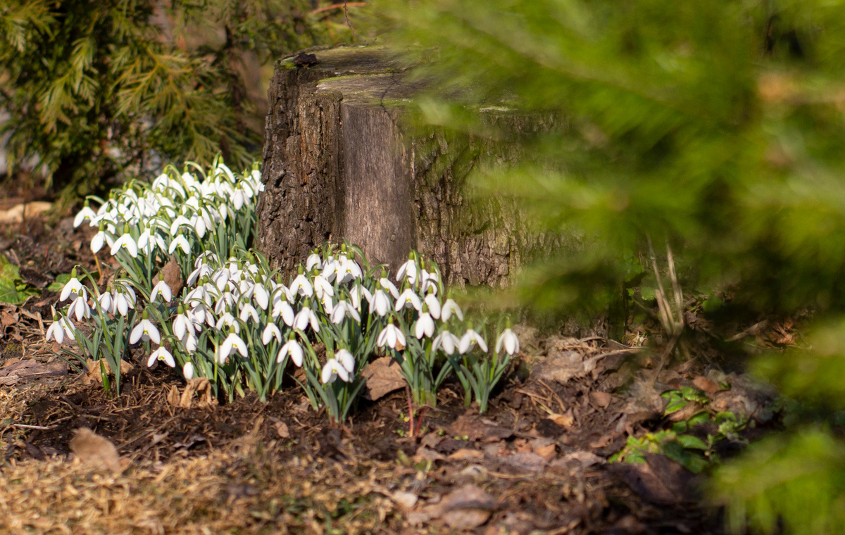март 2025 в моем саду